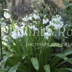 Лук странный (Allium paradoxum ssp. normale)